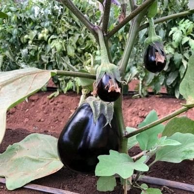 #Horticulture
#Flowerbreeder
#Agroforestry
#Enviromentalblogger
#Agribusiness 🍏🥑🍅🥑🌿🐥🍒🍉🥑