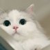 ? (@cchan52669) Twitter profile photo ? (@cchan52669) Twitter profile photo