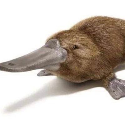 ahmmad4252's profile picture. .