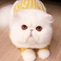 精选集结地 (@wwjingxuan) 's Twitter Profile