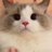 Ale_AreFonse's profile image