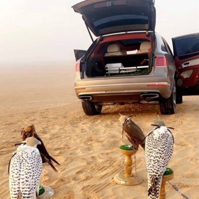 hamadalmar47816's profile picture. 