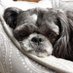 Baileys Mom (@mydogismyboss) Twitter profile photo Baileys Mom (@mydogismyboss) Twitter profile photo