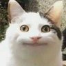 NitixSC2's profile picture. 
