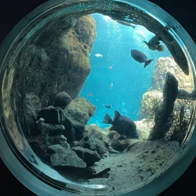 08330zzz's profile picture. 珈琲克服キャンペーン中