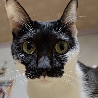 mars920519's profile picture. アイドルマスター  765本家:四条貴音 - 
ミリオン:馬場このみ - 346:小早川紗枝 - 
283:大崎甜花 - 315:山下次郎 - 學園:紫雲清夏P
東方Project:八雲紫 推