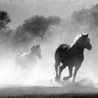 Havva Küçük Konur (@havva_konur) Twitter profile photo