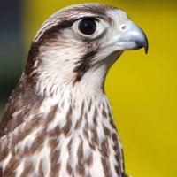 باسل سلمان السويط (@basil_alsuwait) 's Twitter Profile