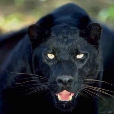 Follow: 🌛🌟✨ @vida_ying_yang 💃🏾@D_Slavica 🐈🐩 #ClimateAlert