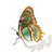 InventiveDesign's profile image