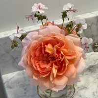 Lucinda Kempe (@lucindakempe) 's Twitter Profile