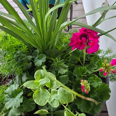 BoogeJoanne's profile picture. Christian conservative wife mom g'ma concerned about children families and religious liberty.