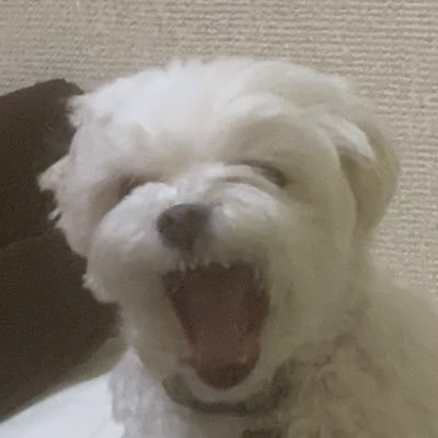 くまさんベアーズさんのプロフィール画像