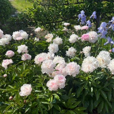 moth4thestar's profile picture. 