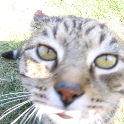 Wendywriter13's profile picture. LL.B. Brexiteer. Libertarian. No to Net Zero and Digital ID. Retweets ≠ endorsements.