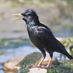 Sturnus Unicolor (@sturnusunicolor) Twitter profile photo Sturnus Unicolor (@sturnusunicolor) Twitter profile photo