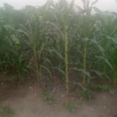 PArowefi's profile picture. Nigeria