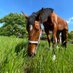 岡山大学岡山理科大学馬術部🐴 (@o_bajyutubu1949) Twitter profile photo 岡山大学岡山理科大学馬術部🐴 (@o_bajyutubu1949) Twitter profile photo