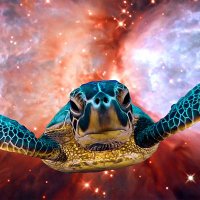 SpaceTurtle (@epe89041561) 's Twitter Profile Photo