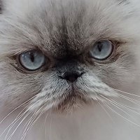野良猫 (@shachiku_cat) 's Twitter Profile