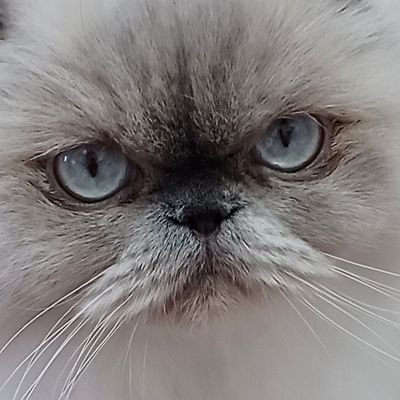 ④やっぱり猫が好き　殺人事件台本　決定改訂稿 やっぱり猫が好き殺人事件 | ポニーキャニオン