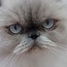 shachiku_cat's profile picture. 社畜♂
映画観に行くと感想を呟きます。
よい作品に巡り会いたく、感想を集めています。なにごともポジティブに。