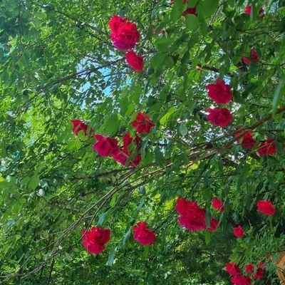 abchul77's profile picture. 