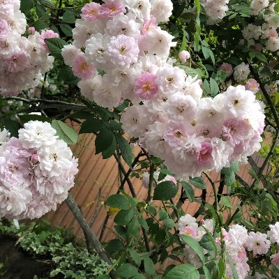 ToiX3_shinchan's profile picture. サッカー香川真司選手を応援中。最近は、パンダ🐼と犬をはじめ動物の動画等を見て癒されています。