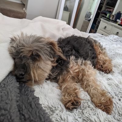 Chachi_Snail's profile picture. charlie is extremely overseeded