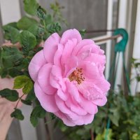 Asha1707 (@asha1707146773) 's Twitter Profile