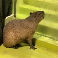 てこてこトークン🦑 (@tecoteco3484) Twitter profile photo