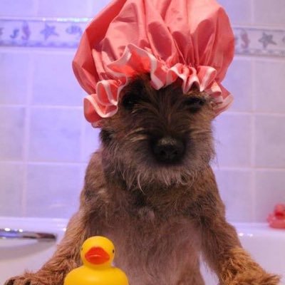 Proud memba of #btposse since 2012 & him of shower cap fame! Organiser of #btpossedunbar 14.08.2007 - 20.01.2025