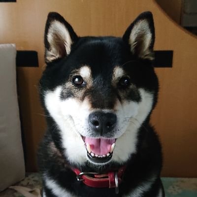 🎆🌻🍨黒柴ケン太 🐶さんのプロフィール画像