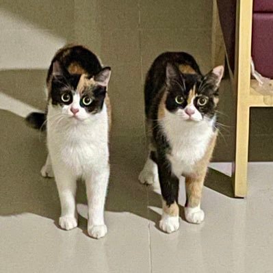 raydhanitra's profile picture. ya