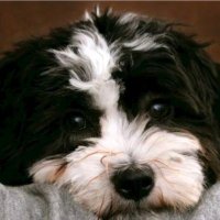 Alethea Bernard (@tush27j) 's Twitter Profile Photo Alethea Bernard (@tush27j) 's Twitter Profile Photo
