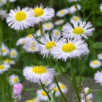 のりまき (@dangorocororin) Twitter profile photo