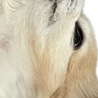 nullpo_ga_ga's profile picture. 🌾このツイートは個人の意見です。
JWや組織を代表するものではありません。

現役jwですが、何か？