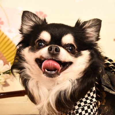 ジャック🐶🐾さんのプロフィール画像