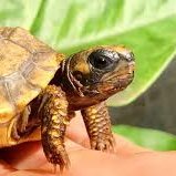 ILikeTurtles574's profile picture. i need missiles to hit tel aviv