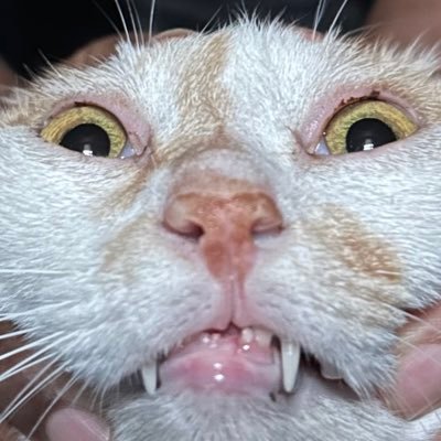 gogo18rangers's profile picture. 😤左右関係なく、政治家には私達の税金から高い給料を払うので、真面目に働く人にしか払いたくない！😤ダメなモノはダメ！裏から暴いて行くのだ！ᕦ(ò_óˇ)ᕤ💢