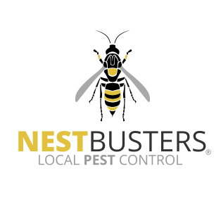 Welcome to NestBusters: Your Trusted Partner for Wasp Nest Removal in Nottingham
Are you facing a wasp problem in Nottingham? Look no further!