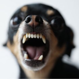 DOGDOGDOG_123's profile picture. 