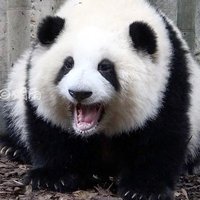 pwn.h♡ (@pwnnhh) 's Twitter Profile