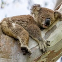 koala (@ezekoala) 's Twitter Profile