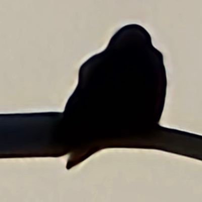 ToralfXy's profile picture. 