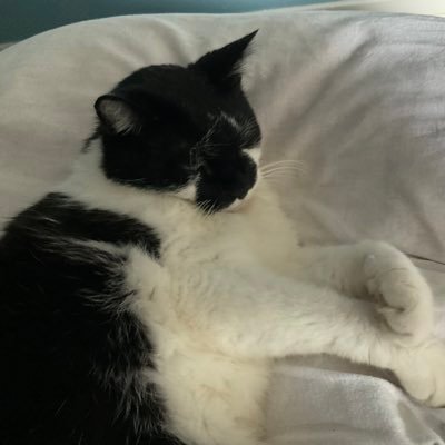 PTeamscience's profile picture. Information professional. Paralegal. Owned by a black and white stinker aka mouser in chief. Traveler in the world of fiction and non-fiction. Book addict.