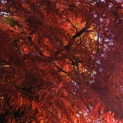 ayatake3843723's profile picture. ミセス多めの趣味垢/SJK/Mrs.GREENAPPLE&Siip&小説が好き/人見知り/アイコン·ヘッダー:自分/無断転載&トレス禁止/無言フォロー〇/サブ垢 @ayatake21217
/https://t.co/MXEPErgsck