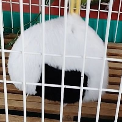 チャムリン Profile