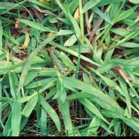 雜草🧊 (@cngpnyun1) Twitter profile photo