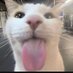 silly goob (@goobsillygoob) Twitter profile photo silly goob (@goobsillygoob) Twitter profile photo